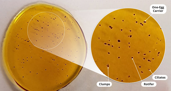 Rotifers in a petri-dish being analysed