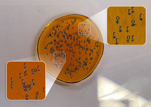 Rotifer classes labelled from the petri-dish